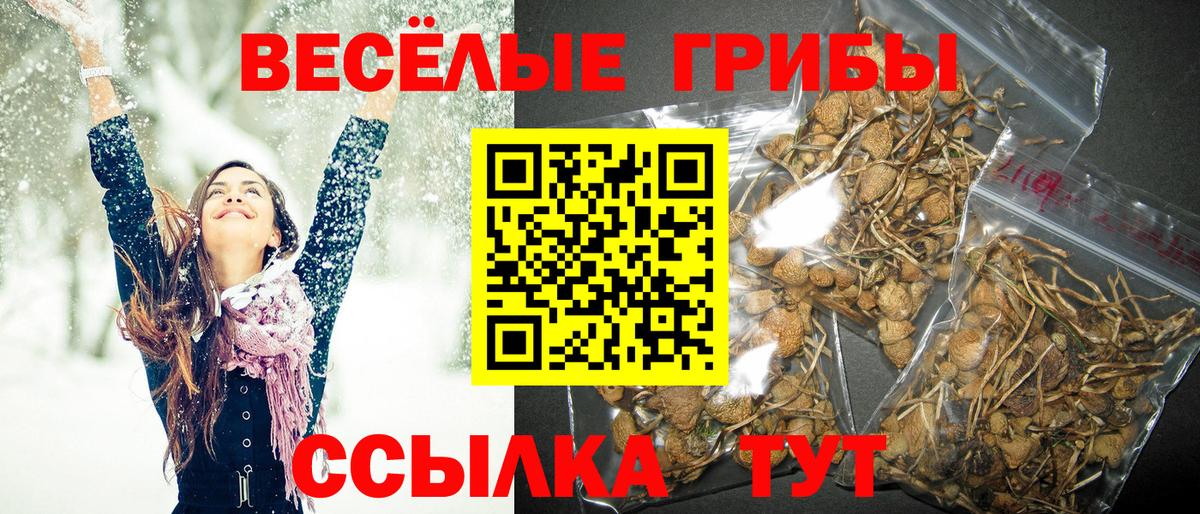 Псилоцибиновые грибы мицелий Долгопрудный